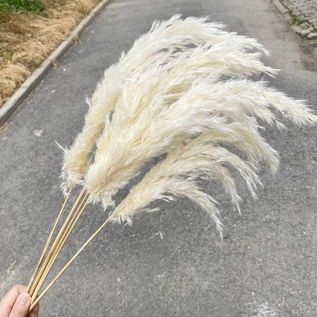 BrightBreeze - Fluffy Cream Pampas Grass for Boho Styling