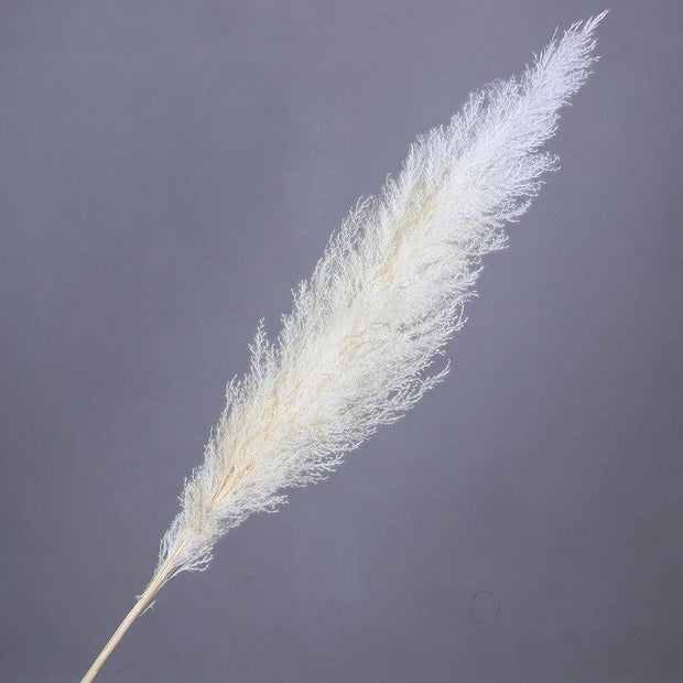 BrightBreeze - Fluffy Cream Pampas Grass for Boho Styling