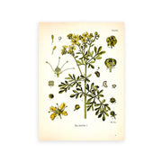 AntiqueFlora – Detailed botanical masterpieces on canvas