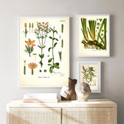 AntiqueFlora – Detailed botanical masterpieces on canvas