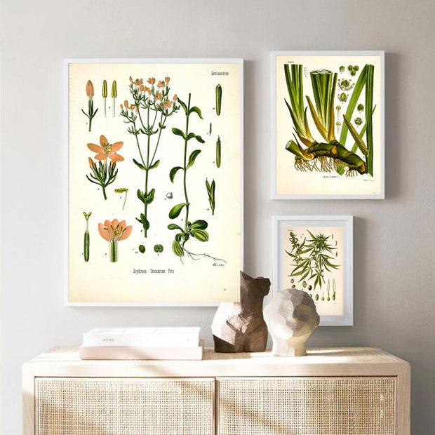 AntiqueFlora – Detailed botanical masterpieces on canvas