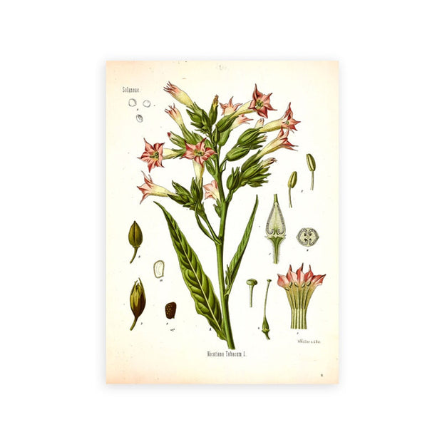 AntiqueFlora – Detailed botanical masterpieces on canvas