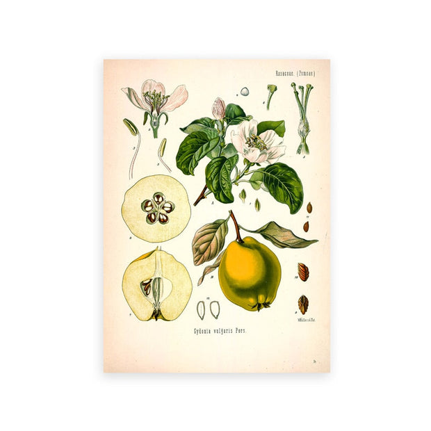 AntiqueFlora – Detailed botanical masterpieces on canvas