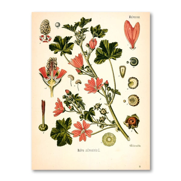 AntiqueFlora – Detailed botanical masterpieces on canvas