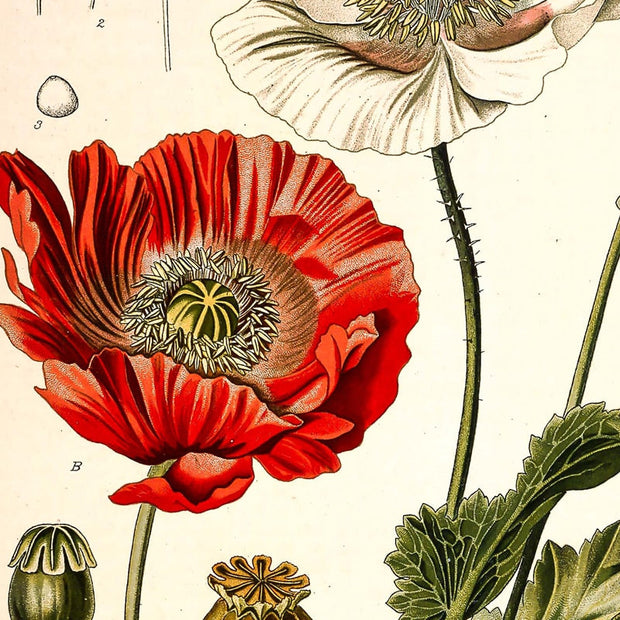 AntiqueFlora – Detailed botanical masterpieces on canvas