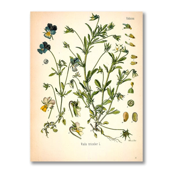 AntiqueFlora – Detailed botanical masterpieces on canvas