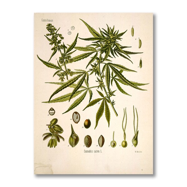 AntiqueFlora – Detailed botanical masterpieces on canvas