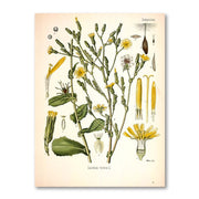 AntiqueFlora – Detailed botanical masterpieces on canvas