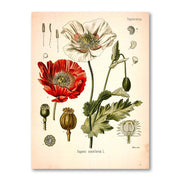 AntiqueFlora – Detailed botanical masterpieces on canvas