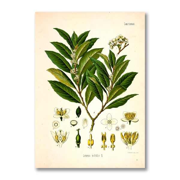 AntiqueFlora – Detailed botanical masterpieces on canvas