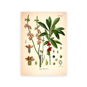 AntiqueFlora – Detailed botanical masterpieces on canvas