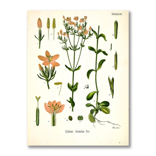 AntiqueFlora – Detailed botanical masterpieces on canvas