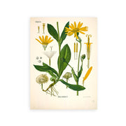 AntiqueFlora – Detailed botanical masterpieces on canvas